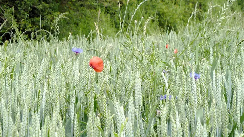 Mohnblume in einem Getreidefeld