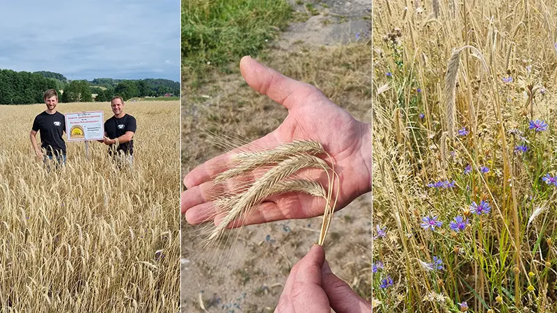 Collage aus drei Bildern: zwei Männer auf einem Feld, eine Hand mit Getreideähren, Kornblumen in einem Feld.