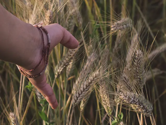 Eine Hand fährt durch Ähren auf dem Feld